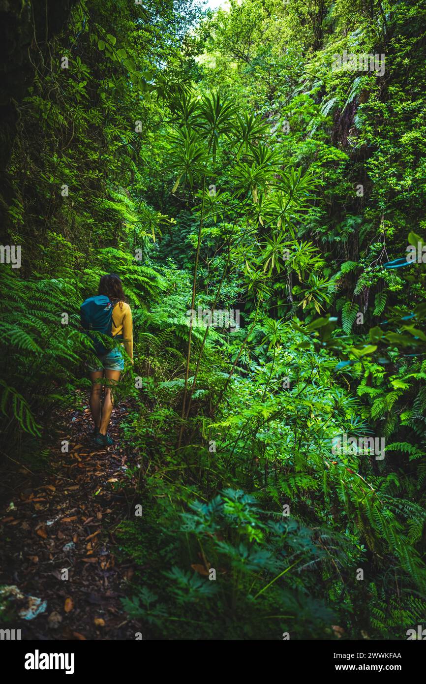 Beschreibung: Touristenfrau spaziert morgens auf einem überwucherten Wanderweg durch den madeirischen Regenwald. Levada von Caldeirão Verde, Insel Madeira, Hafen Stockfoto