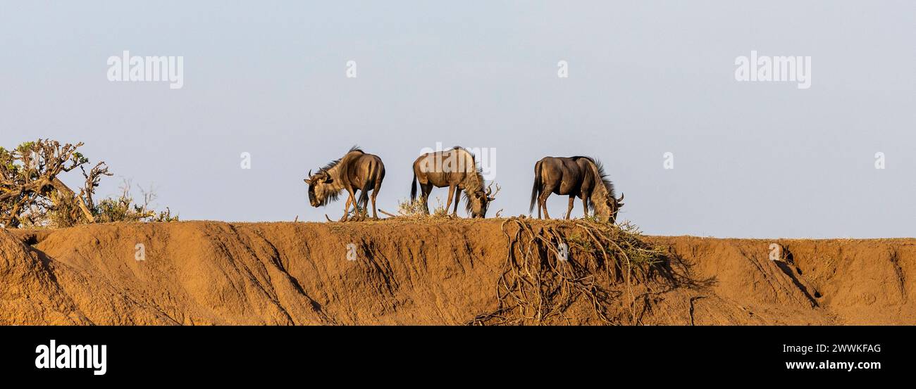 Gnus stehen auf einem Hügel in Botswana, Afrika Stockfoto