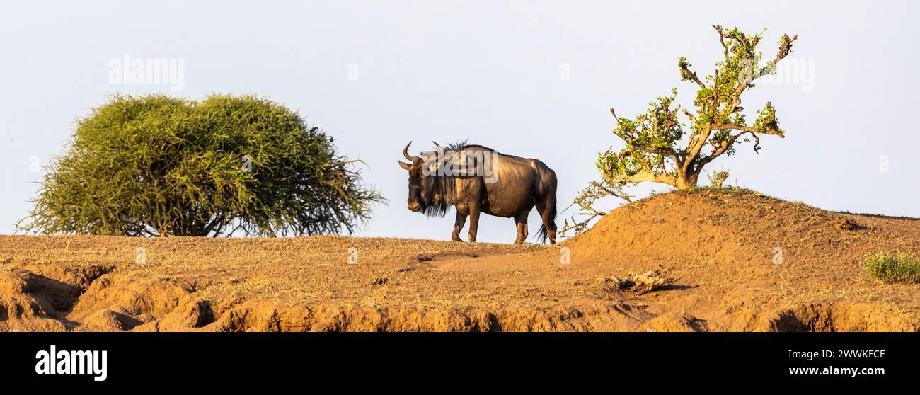 Gnus stehen auf einem Hügel in Botswana, Afrika Stockfoto