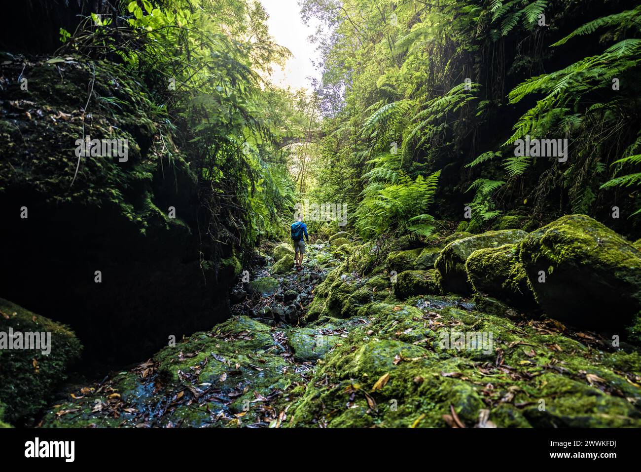 Beschreibung: Atlhletischer Tourist, der morgens auf einer farnbedeckten Schlucht mit alter Brücke irgendwo im Madeiranischen Regenwald spaziert. Levada von Caldeirã Stockfoto