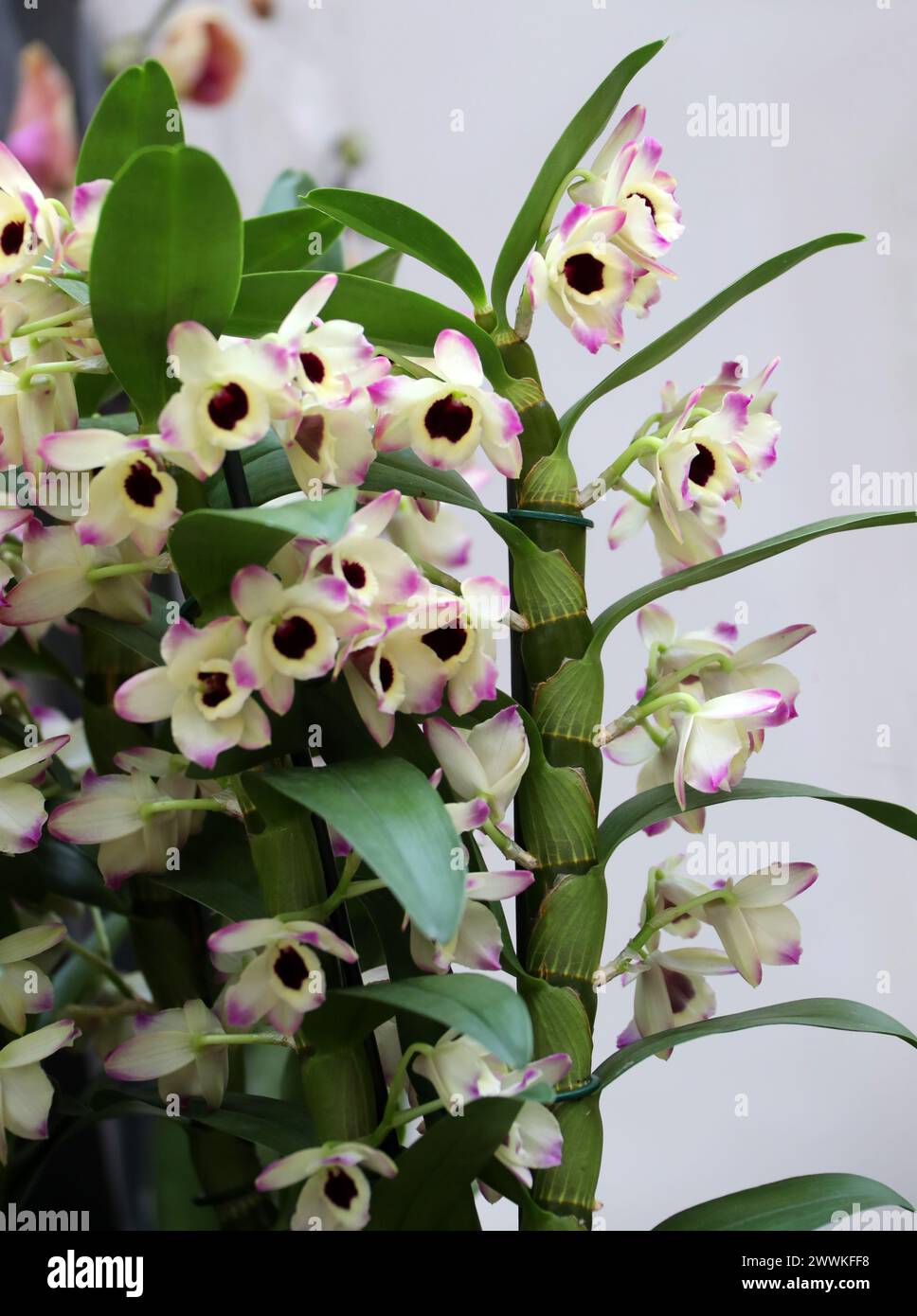 Orchidee, Dendrobium Brilliant Smile, Dendrobiinae, Orchidaceae. Dendrobium ist eine Gattung von meist epiphytischen und lithophytischen Orchideen. Stockfoto