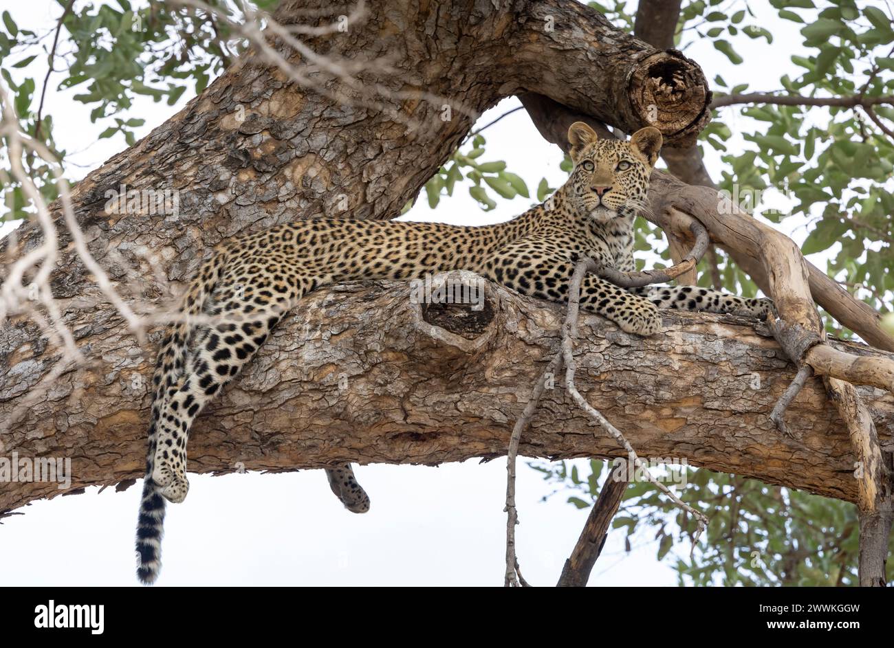 Leopard sitzt auf einem Baum in Botswana, Afrika Stockfoto
