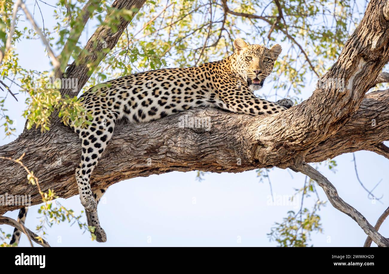 Leopard sitzt auf einem Baum in Botswana, Afrika Stockfoto