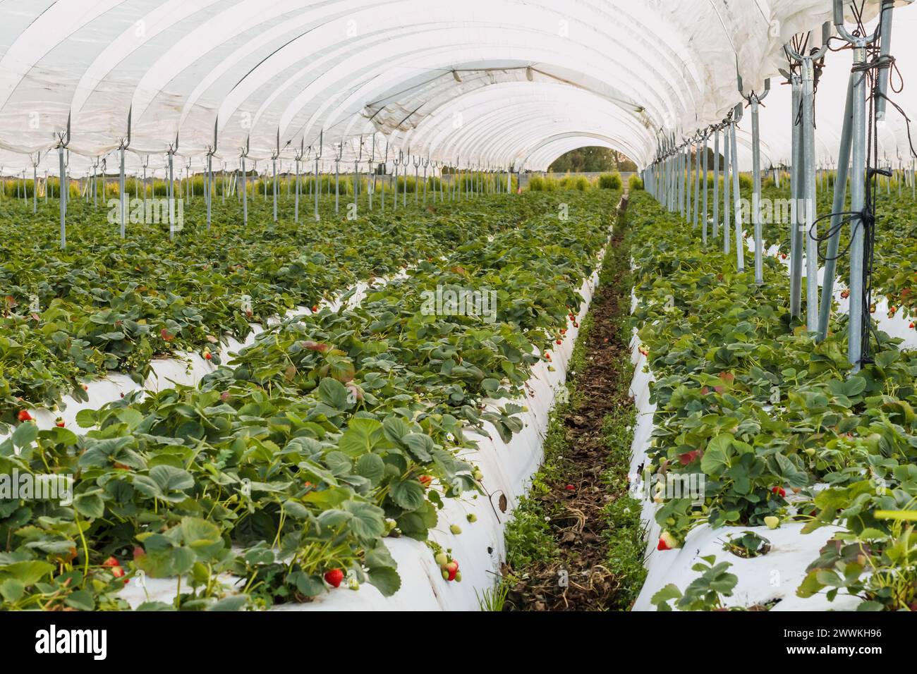 In der Pflanzenzüchtung wachsende Reihen von Erdbeerpflanzen. Santa Barbara County, Kalifornien Stockfoto