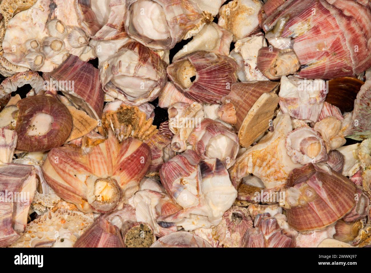 Rot gestreifte Acorn Barnacle Shell Stockfoto