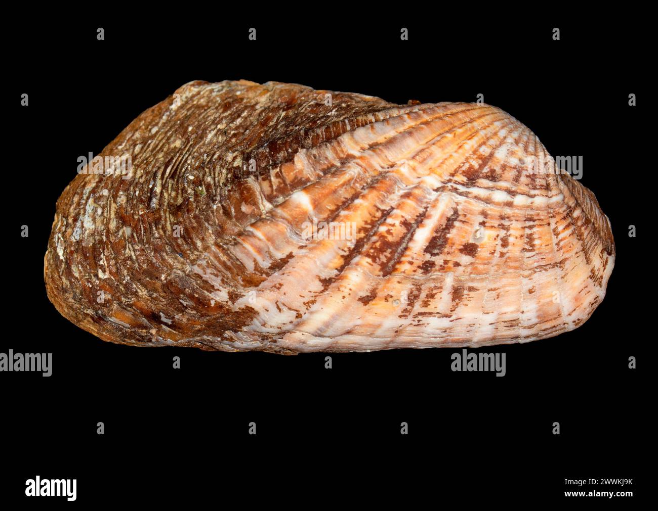 Ark shell Stockfoto