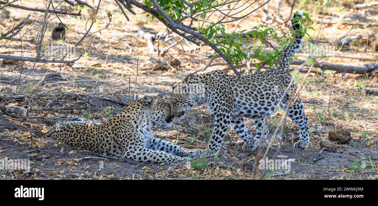 Leopardenfrau begrüßt Junges in Botswana, Afrika Stockfoto