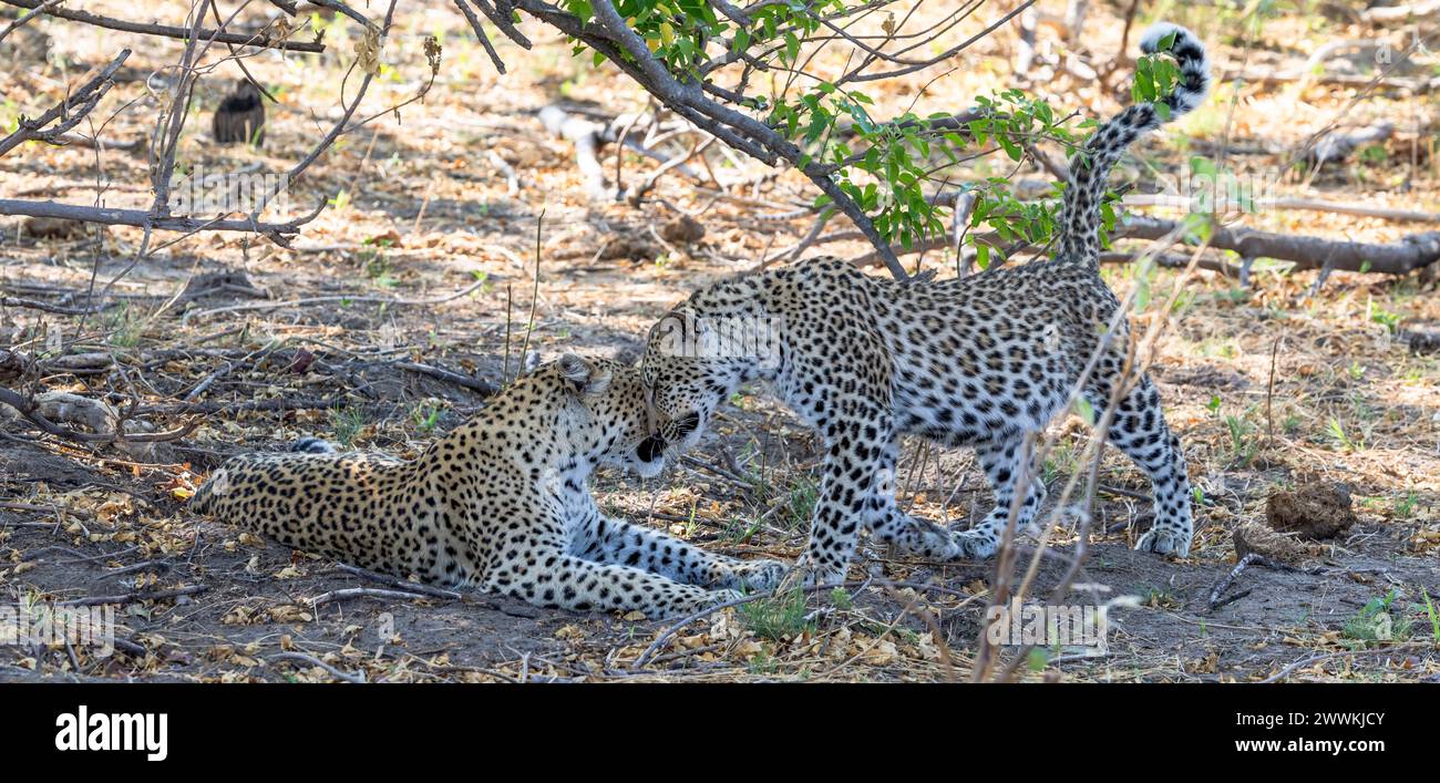 Leopardenfrau begrüßt Junges in Botswana, Afrika Stockfoto