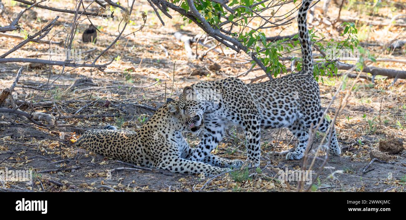 Leopardenfrau begrüßt Junges in Botswana, Afrika Stockfoto