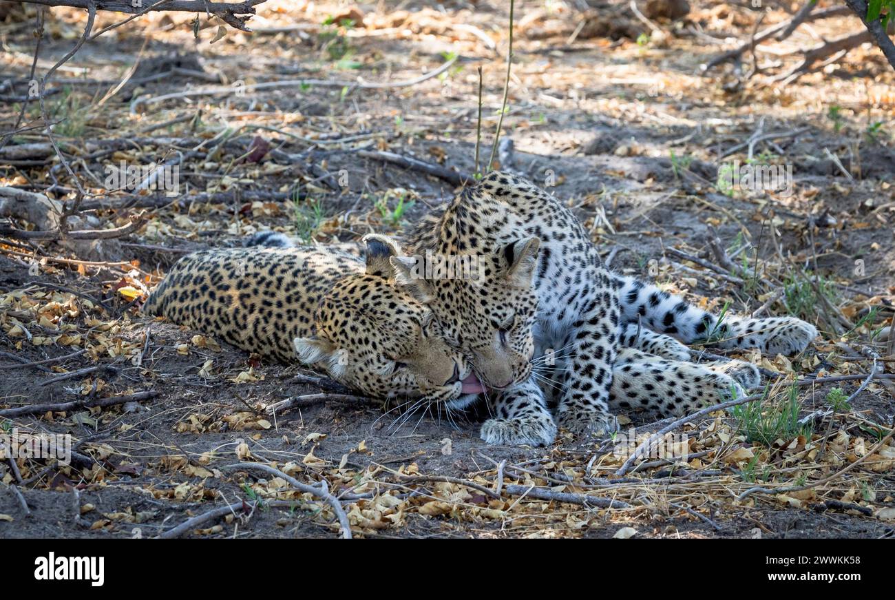 Junge Leoparden spielen zusammen in Botswana, Afrika Stockfoto