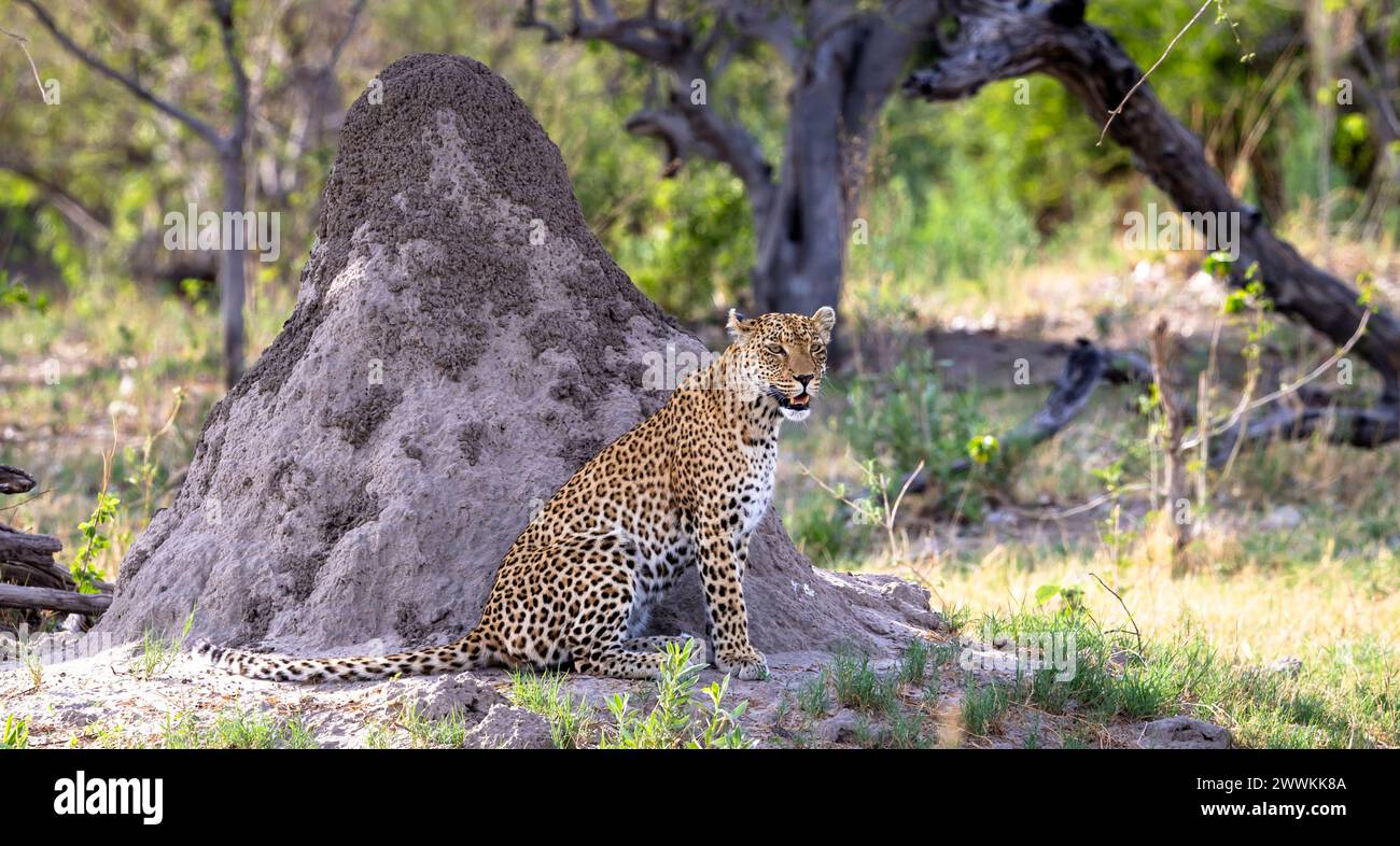 Porträt eines Leoparden in Botswana, Afrika Stockfoto