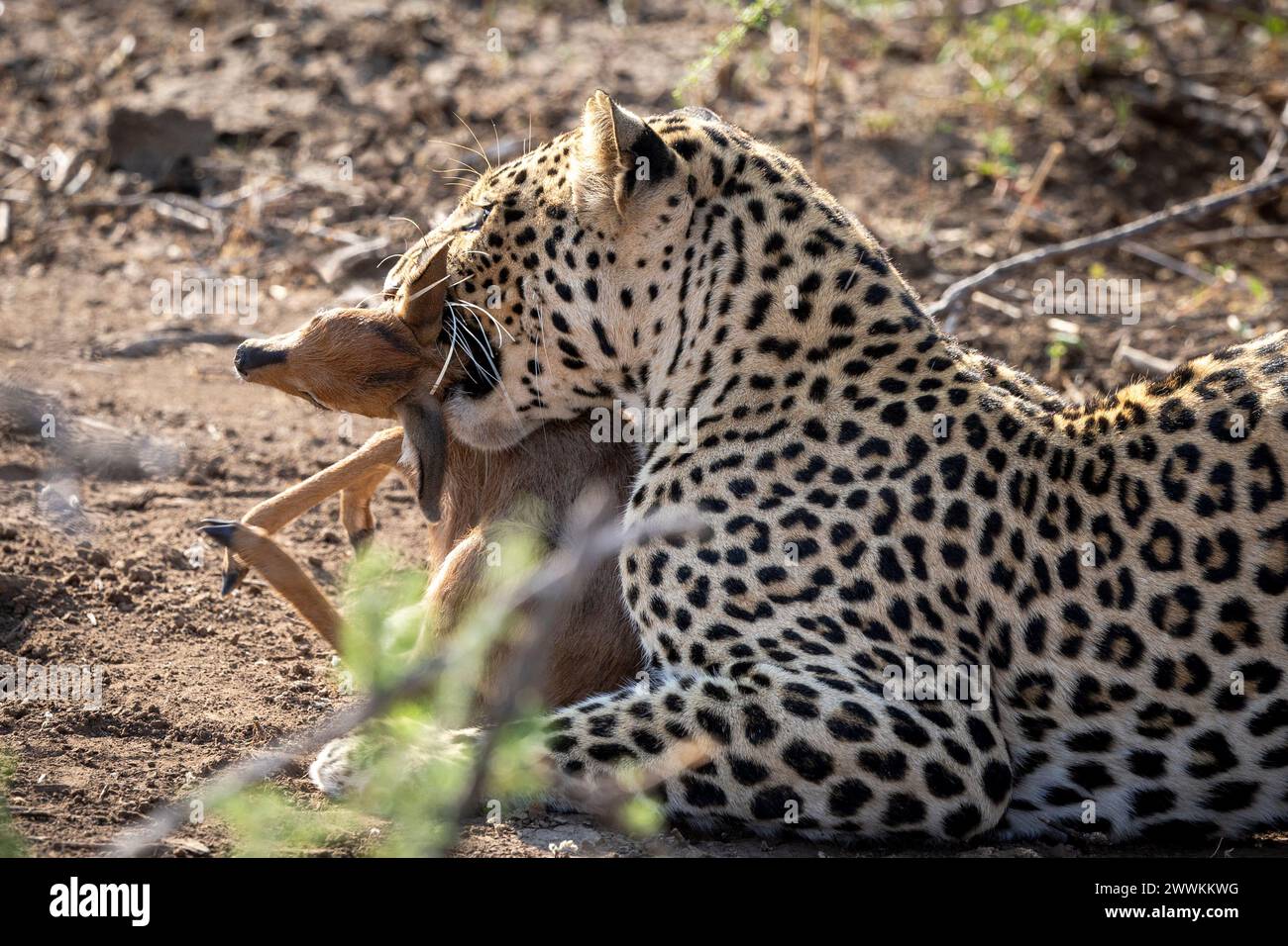 Leopard isst einen kleinen Steenbock nach einer Jagd in Botswana, Afrika Stockfoto