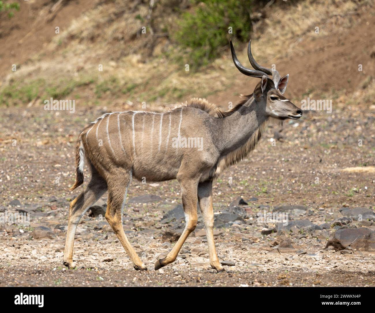 Kudu, Botswana, Afrika Stockfoto