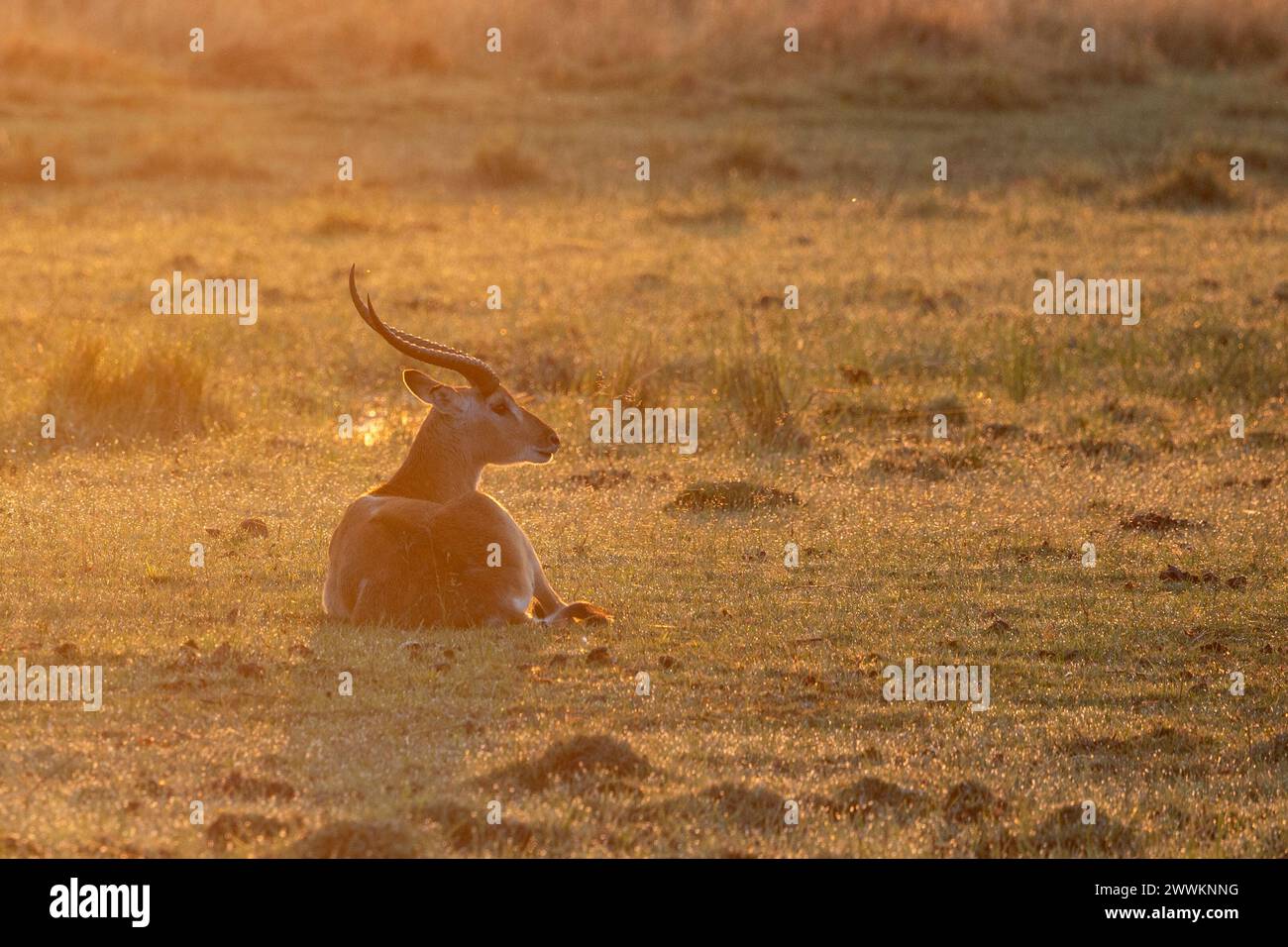 Red Lechwe, im goldenen Abendlicht, Botswana, Afrika Stockfoto