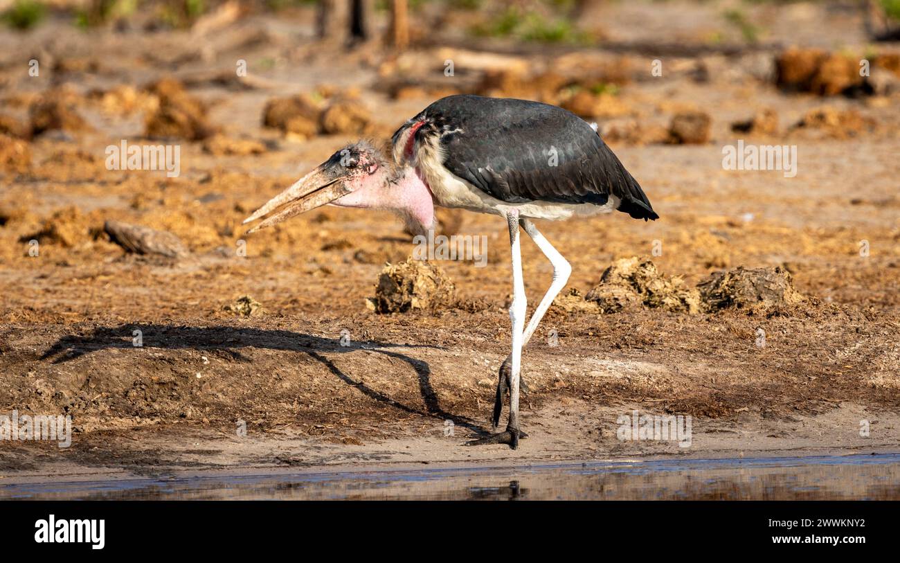 Marabou Stork, Botswana, Afrika Stockfoto