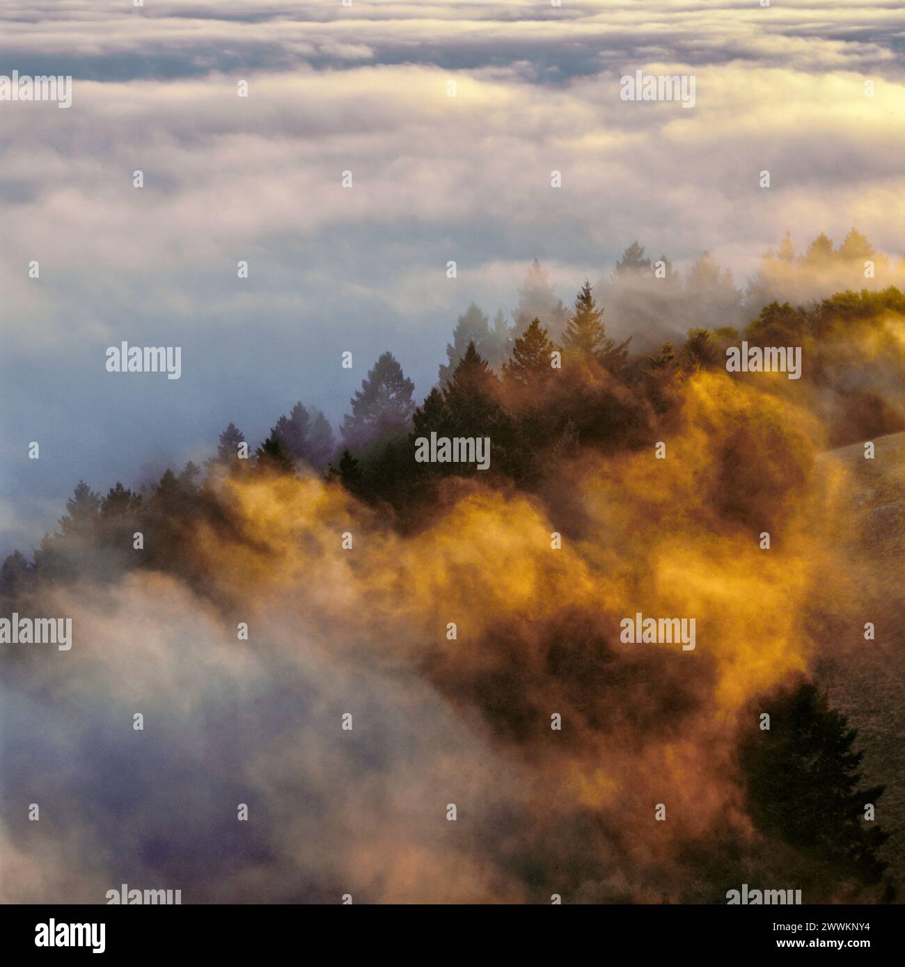 Coastal Fog, Bolinas Ridge, Mount Tamalpais State Park, Golden Gate National Recreation Area, Marin County, Kalifornien Stockfoto