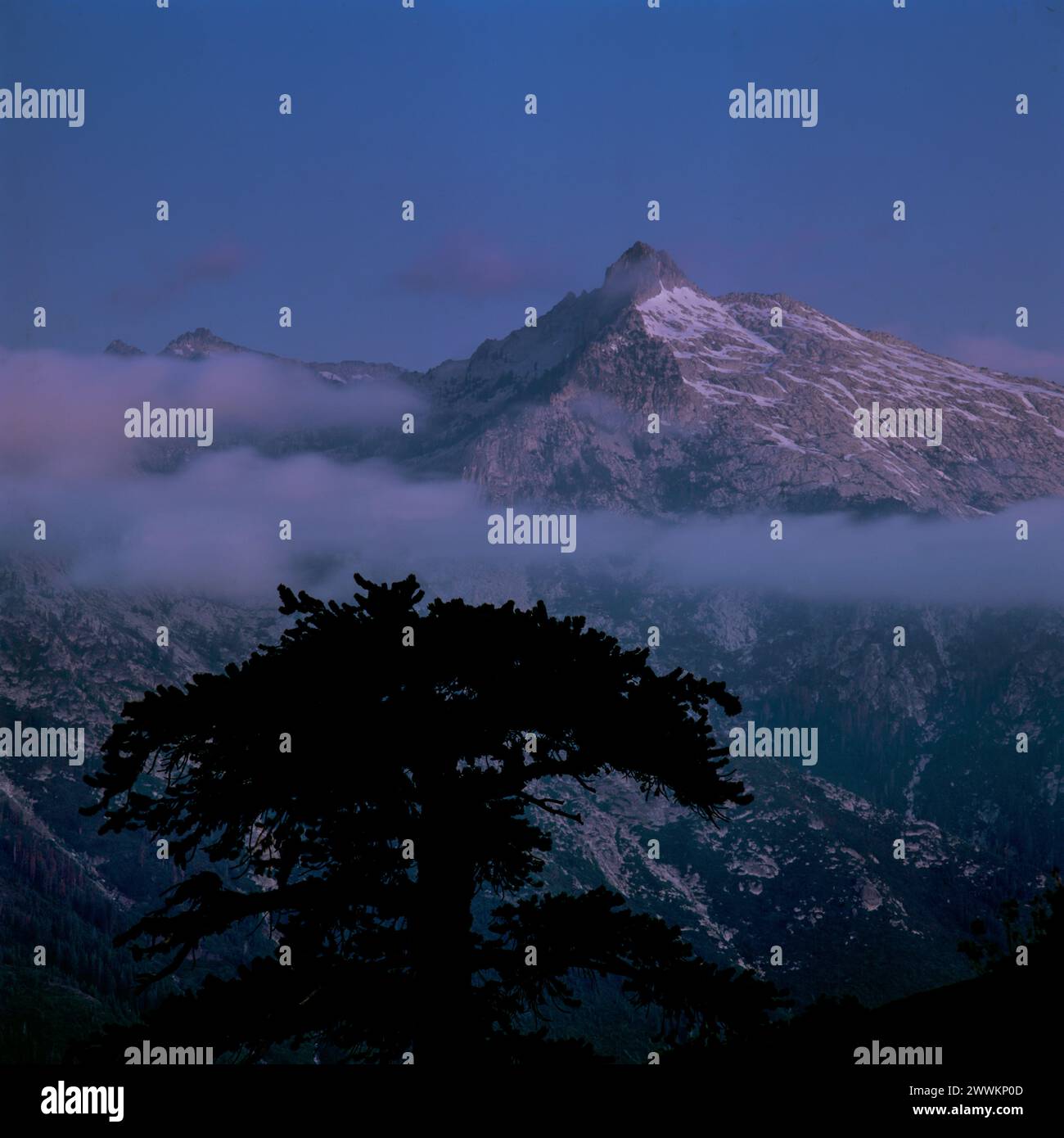 Dawn, Engelmann Fichte, Sawtooth Peak, Trinity Alps Wilderness, Shasta-Trinity National Forest, Kalifornien Stockfoto