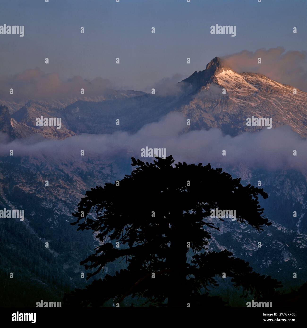 Dawn, Engelmann Fichte, Sawtooth Peak, Trinity Alps Wilderness, Shasta-Trinity National Forest, Kalifornien Stockfoto