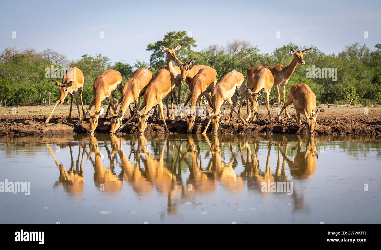 Impala in einem Wasserloch in Botswana, Afrika Stockfoto