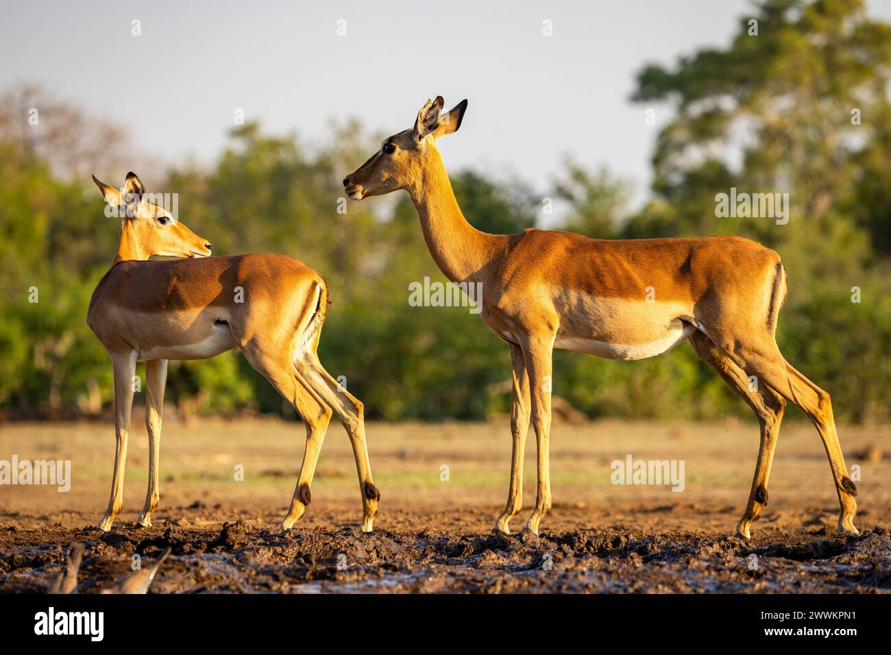 Impala in Botswana, Afrika Stockfoto