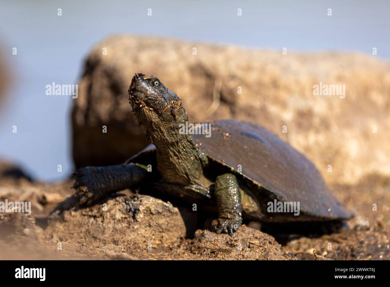 Schlammschildkröte Botswana, Afrika Stockfoto