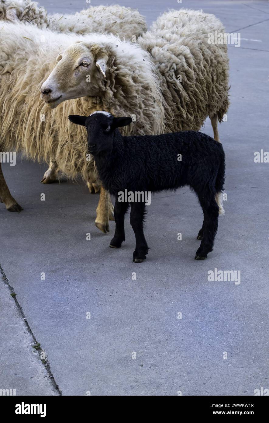 Details von Säugetieren in einem Betrieb, Tierausbeutung Stockfoto