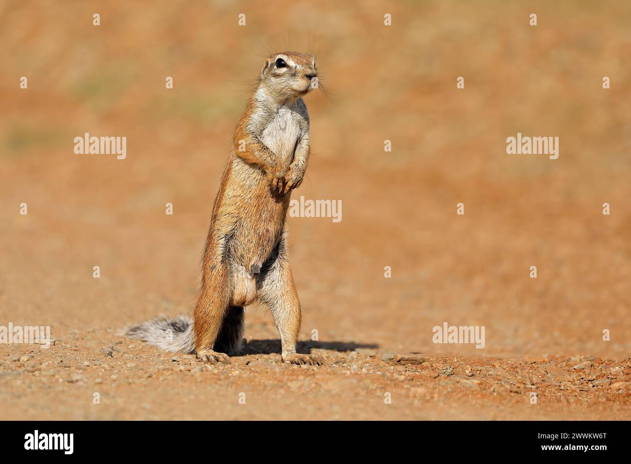 Ein warnendes Bodenhörnchen (Xerus inaurus), das auf Hinterbeinen steht, Südafrika Stockfoto