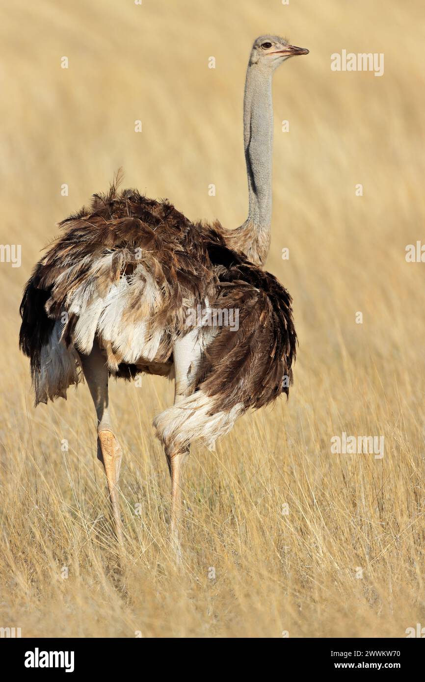 Weiblicher Strauß (Struthio camelus) in trockenem Grasland, Kalahari-Wüste, Südafrika Stockfoto