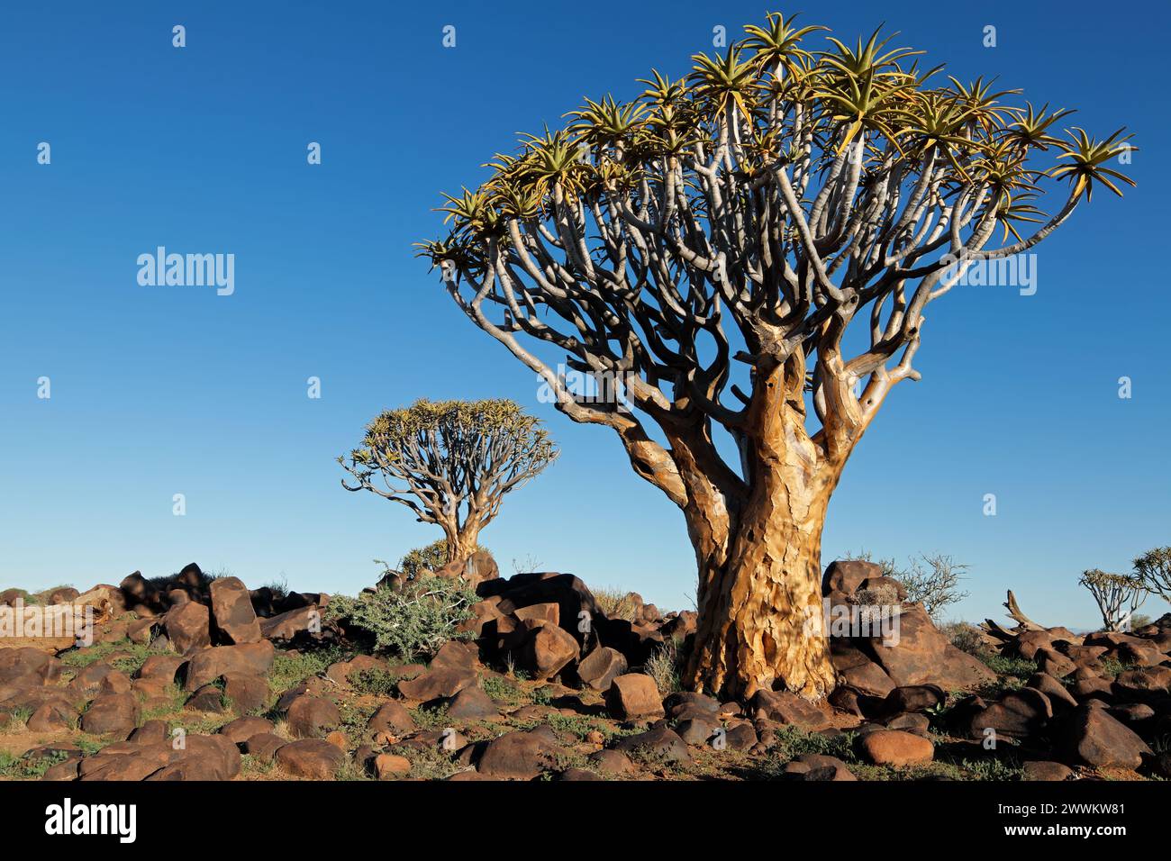 Die malerische Landschaft mit köcherbäumen (Aloe dichotoma) gegen ein strahlend blauer Himmel, Namibia Stockfoto
