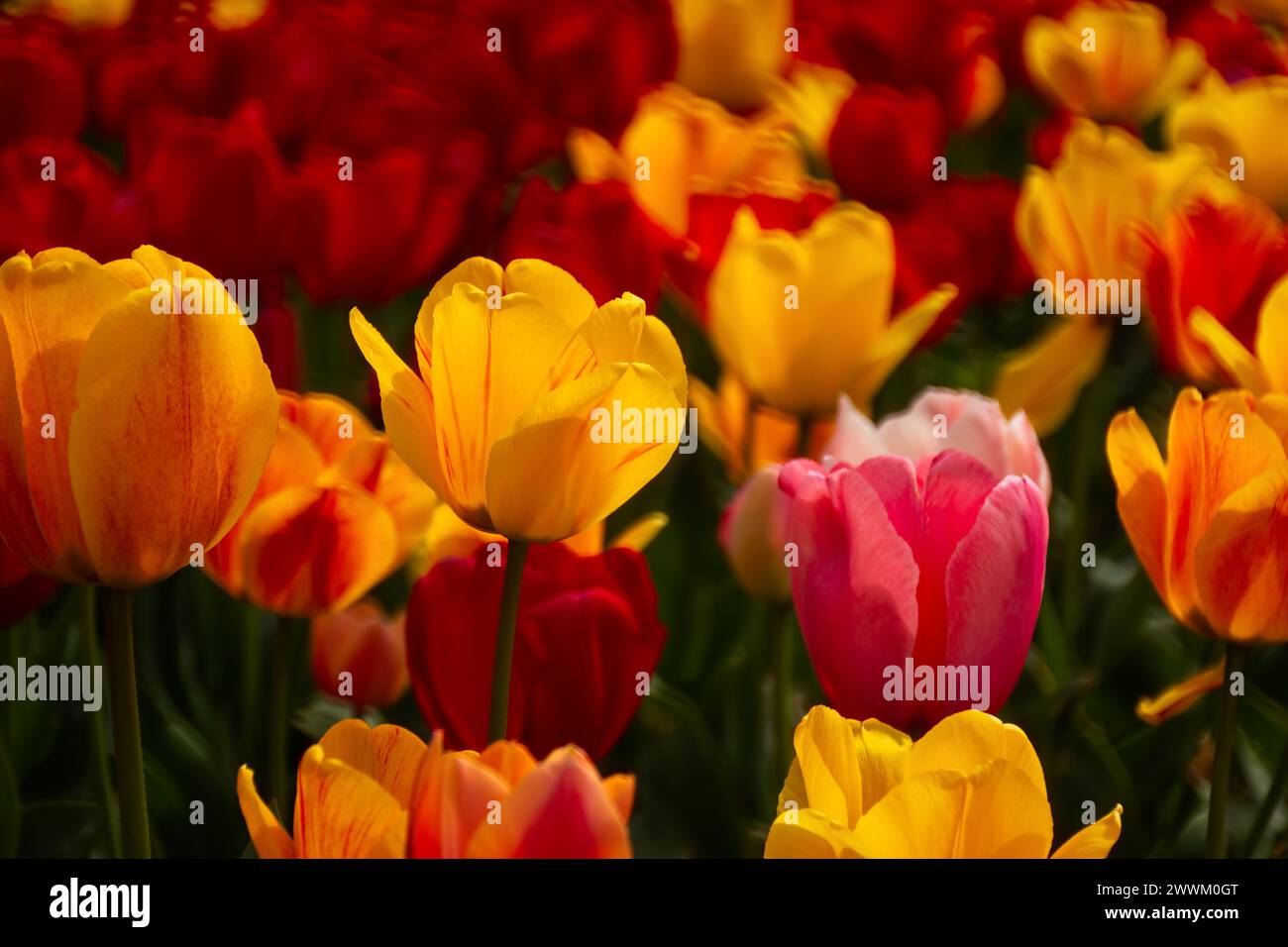 Frühlingsblumen Tulpen aus nächster Nähe im Garten. Heller, mehrfarbiger Hintergrund im Sonnenlicht. Vollformat mit unscharfem Hintergrund. Das Konzept eines Urlaubs Stockfoto