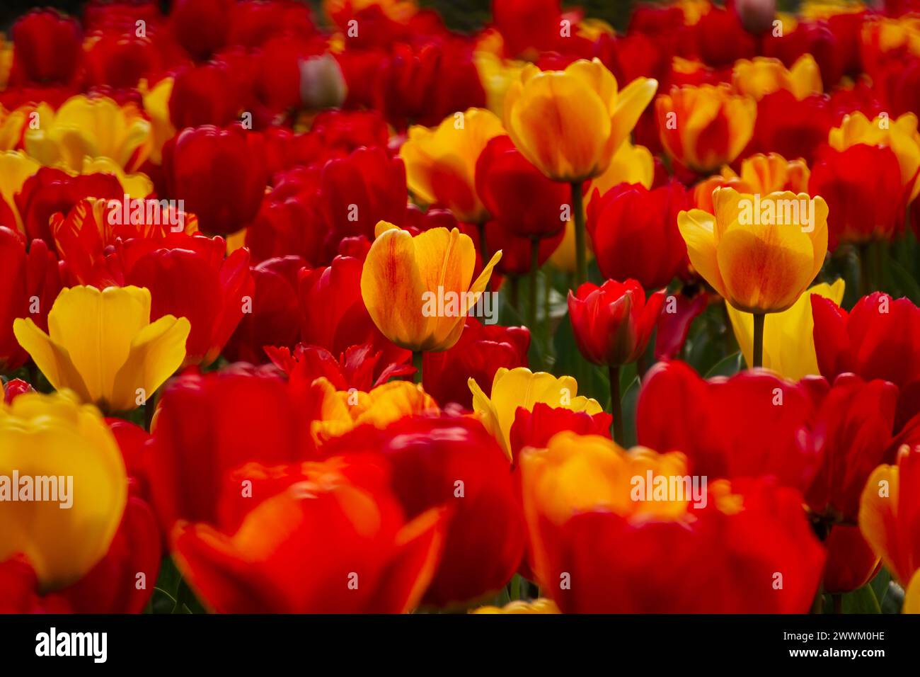 Frühlingsblumen Tulpen aus nächster Nähe im Garten. Heller, mehrfarbiger Hintergrund im Sonnenlicht. Vollformat mit unscharfem Hintergrund. Das Konzept eines Urlaubs Stockfoto