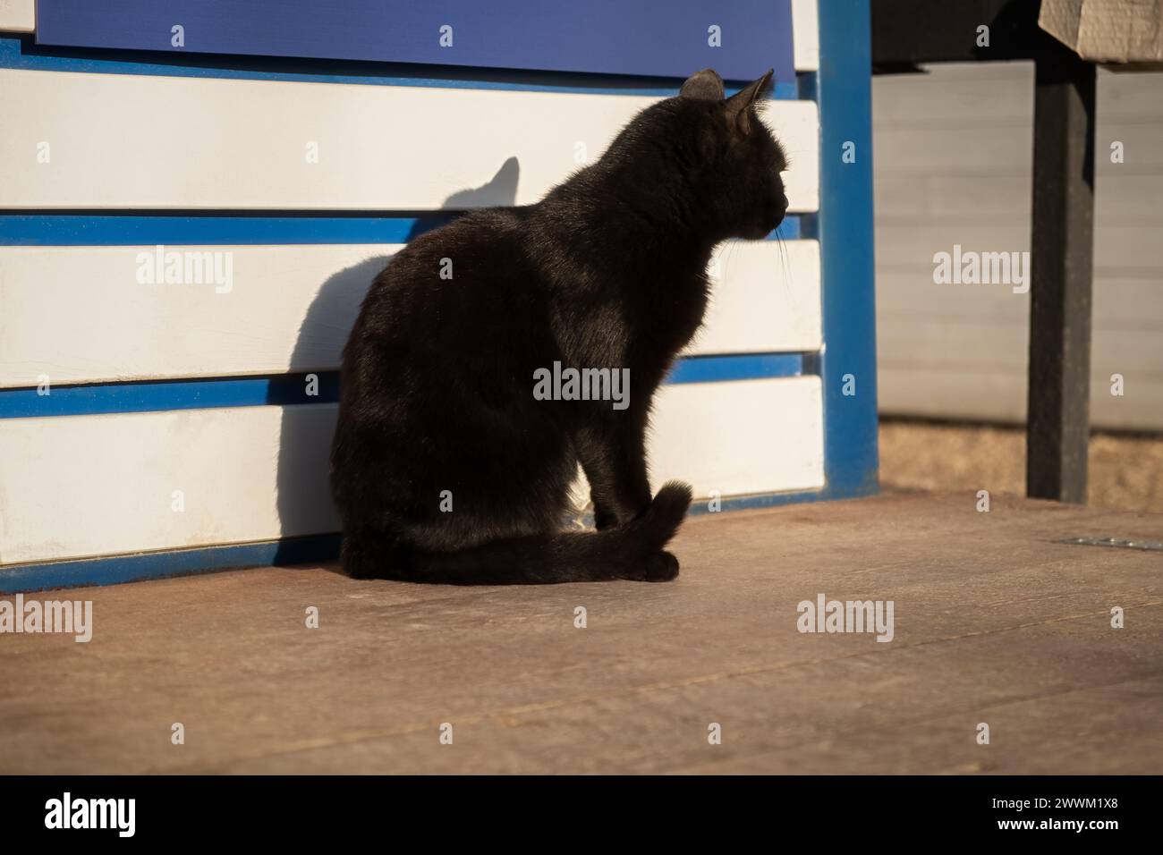 Schwarzes Straßenkatzenporträt im Profil. Ein heller Sonnenstrahl beleuchtet das glänzende schwarze Fell. Ein gepflegtes Haustier. Eine gutaussehende Katze sitzt Stockfoto