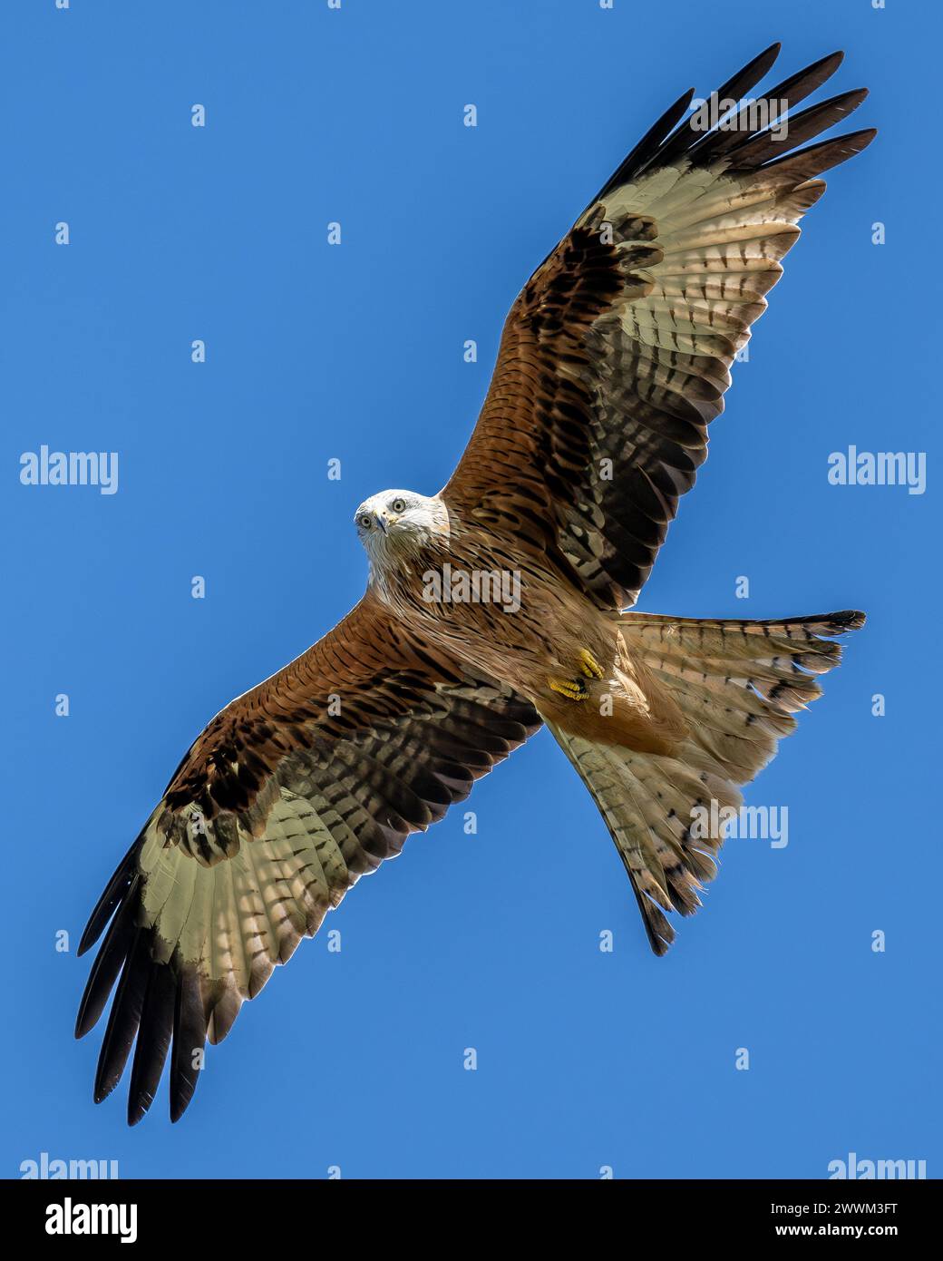 Roter Drachen (Milvus Miilvus) im Flug. Stockfoto