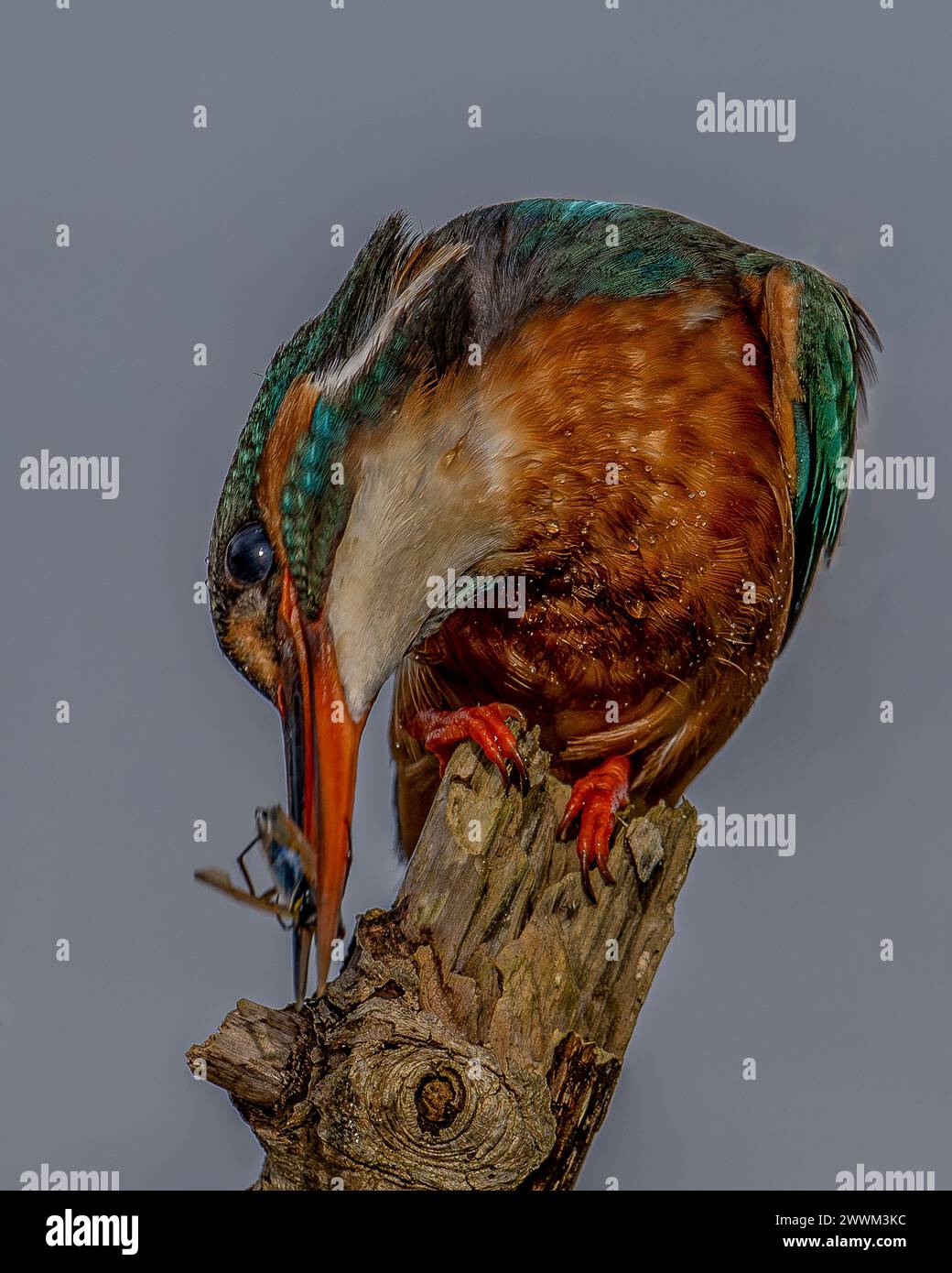 Kingfisher Nahaufnahme Stockfoto