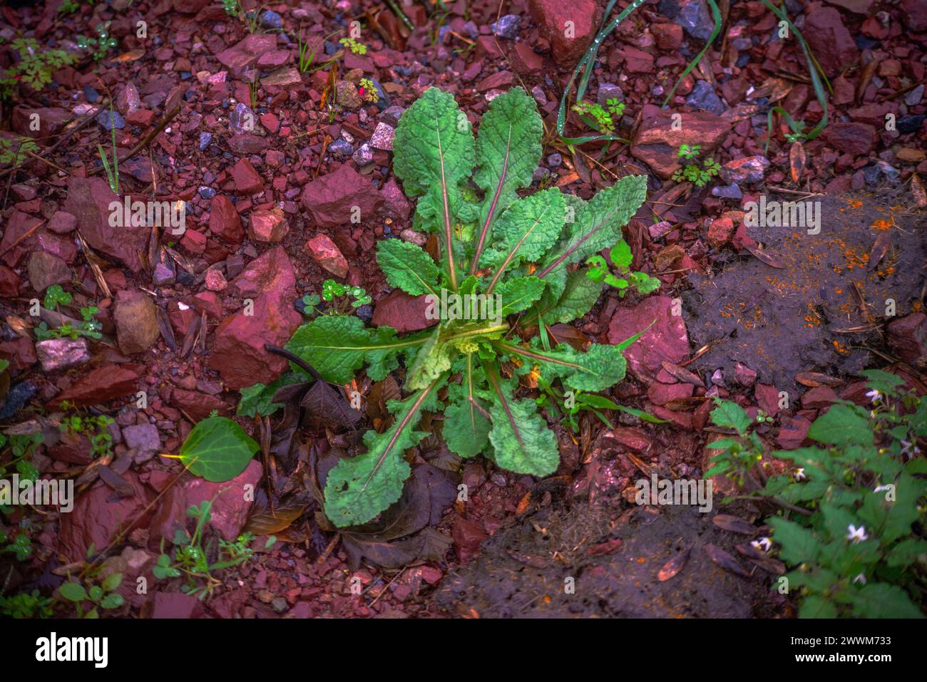 Ein lebendiges grünes Kraut taucht anmutig aus dem satten roten Schlamm hervor und symbolisiert die harmonische Mischung aus den Erdtönen der Natur und organischem Wachstum. Stockfoto