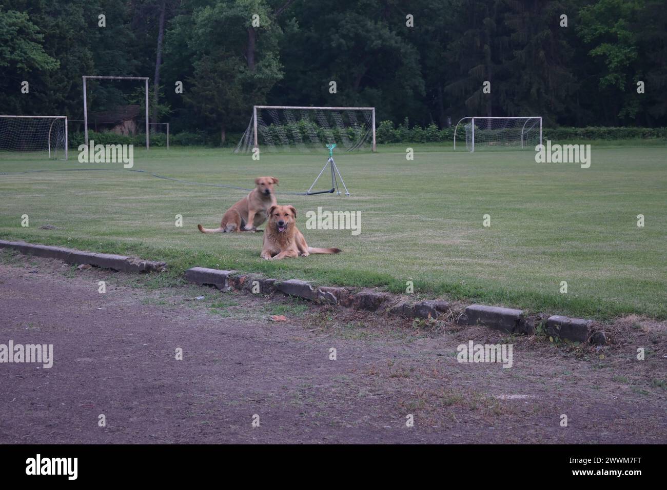 WILDHUND IM GRAS Stockfoto