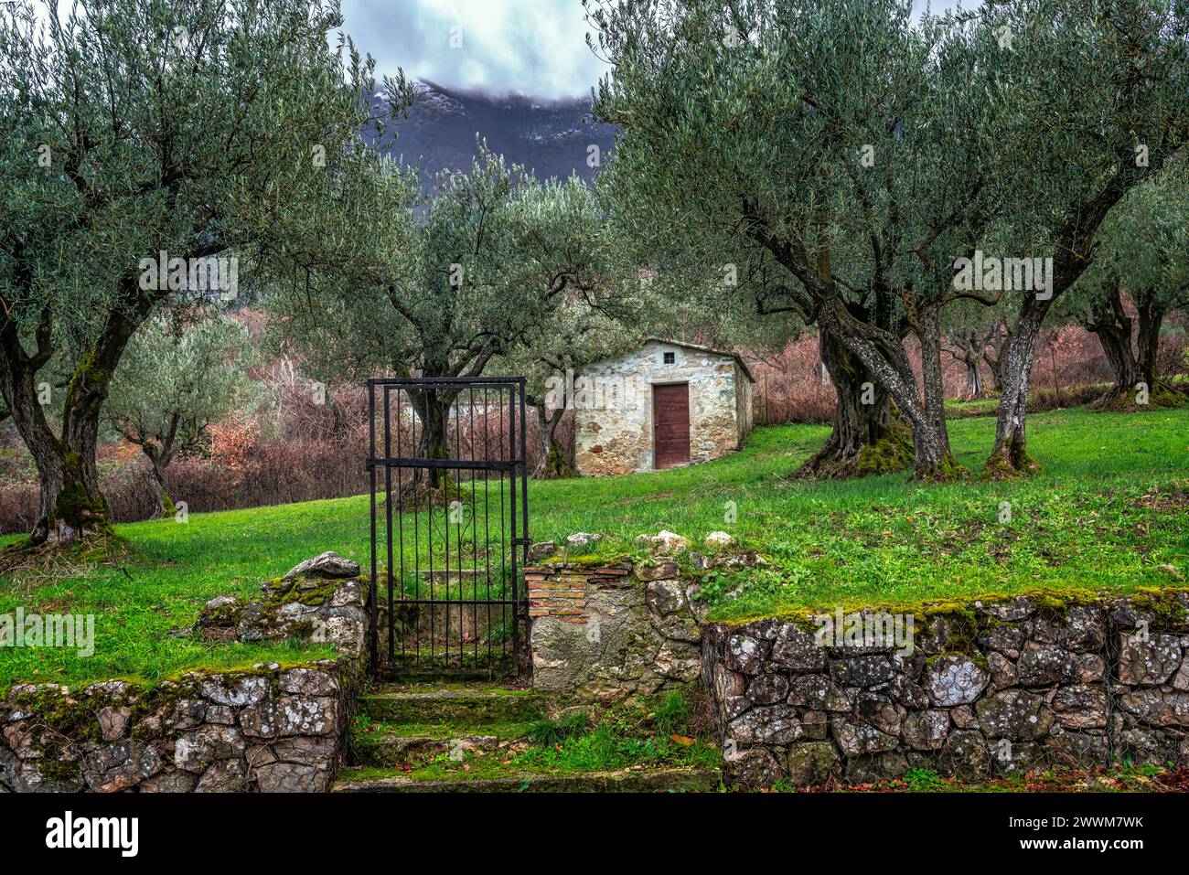 Ein Landhaus in einem Olivenhain, ein grüner Rasen und ein Tor ohne Zaun. Abruzzen, Italien, Europa Stockfoto