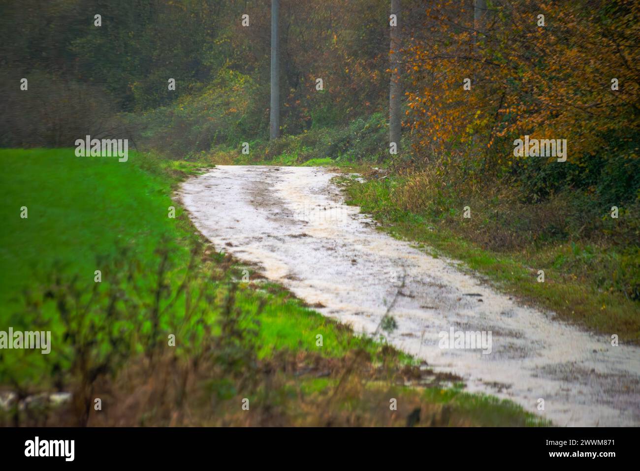 Glistening Path: Regengeküsste Asphaltstraße im Herzen der Natur, die eine reflektierende und ruhige nasse Oberfläche schafft. Stockfoto