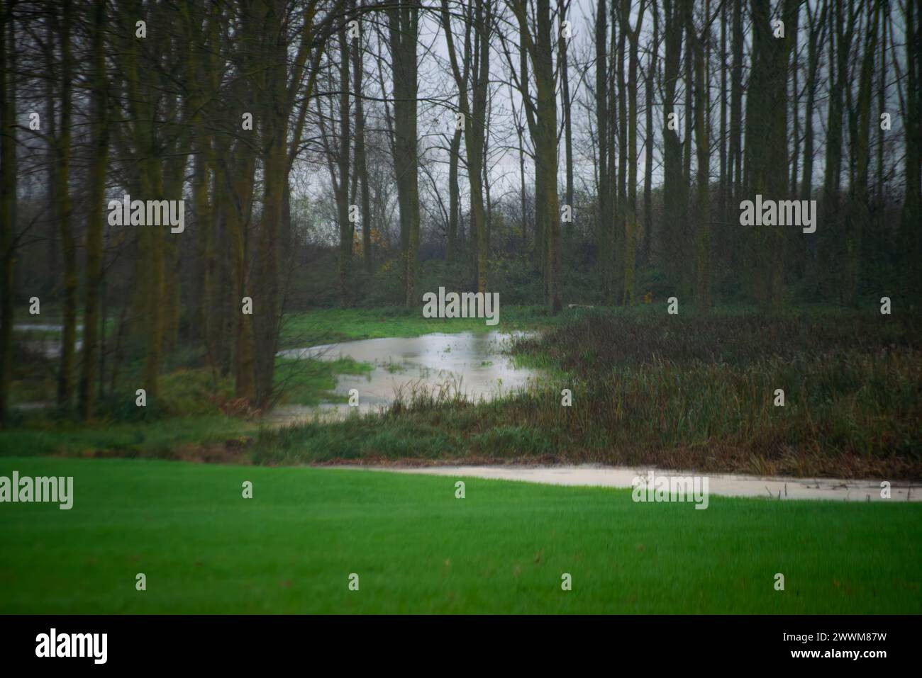 Eine ruhige Szene entfaltet sich mit einem Pappelbaum entlang des Flusses, begleitet von üppigem Gras, die eine ruhige Oase am Fluss in der Umgebung der Natur schafft. Stockfoto