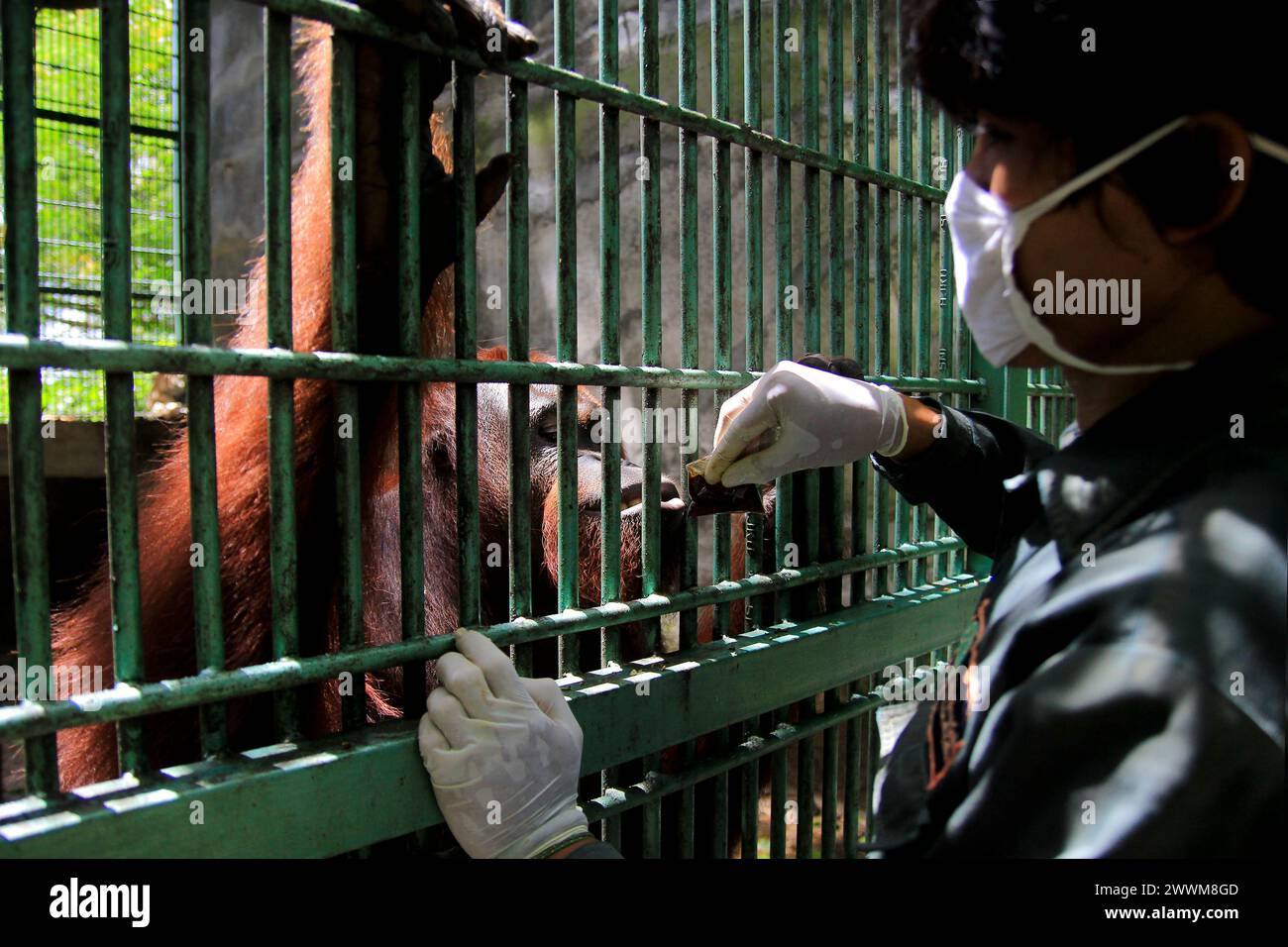 Erwachsene Bornean Orang-Utans (Pongo pygmaeus) sehen glücklich aus, wenn Tierpfleger im Wildlife Rescue Center Vitamine in Plastiktüten geben. Stockfoto
