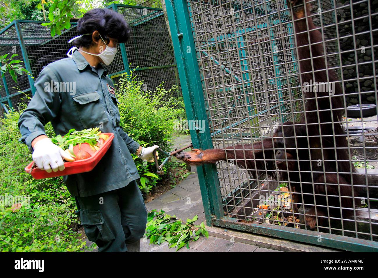 Interaktion eines Borneanischen Orang-Utans mit Tierpflegern bei der Vorbereitung auf Futterrationen im Wildlife Rescue Center. Stockfoto