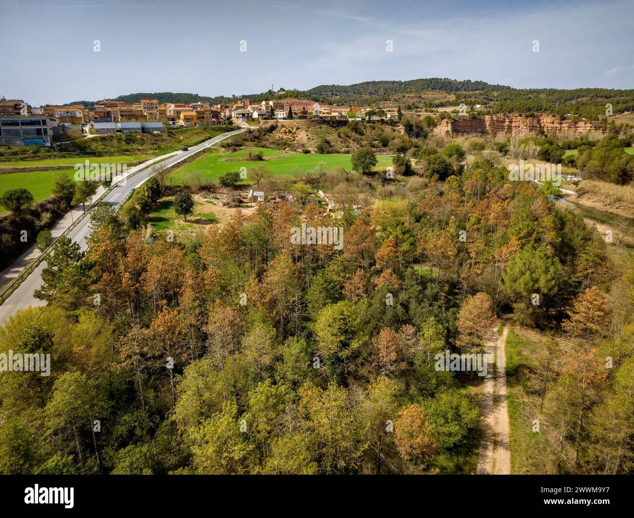 Dürre und Tod von Schwarzkiefern (Pinus nigra) in Wäldern in der Nähe der Stadt Navàs (Bages, Barcelona, Katalonien, Spanien) Stockfoto