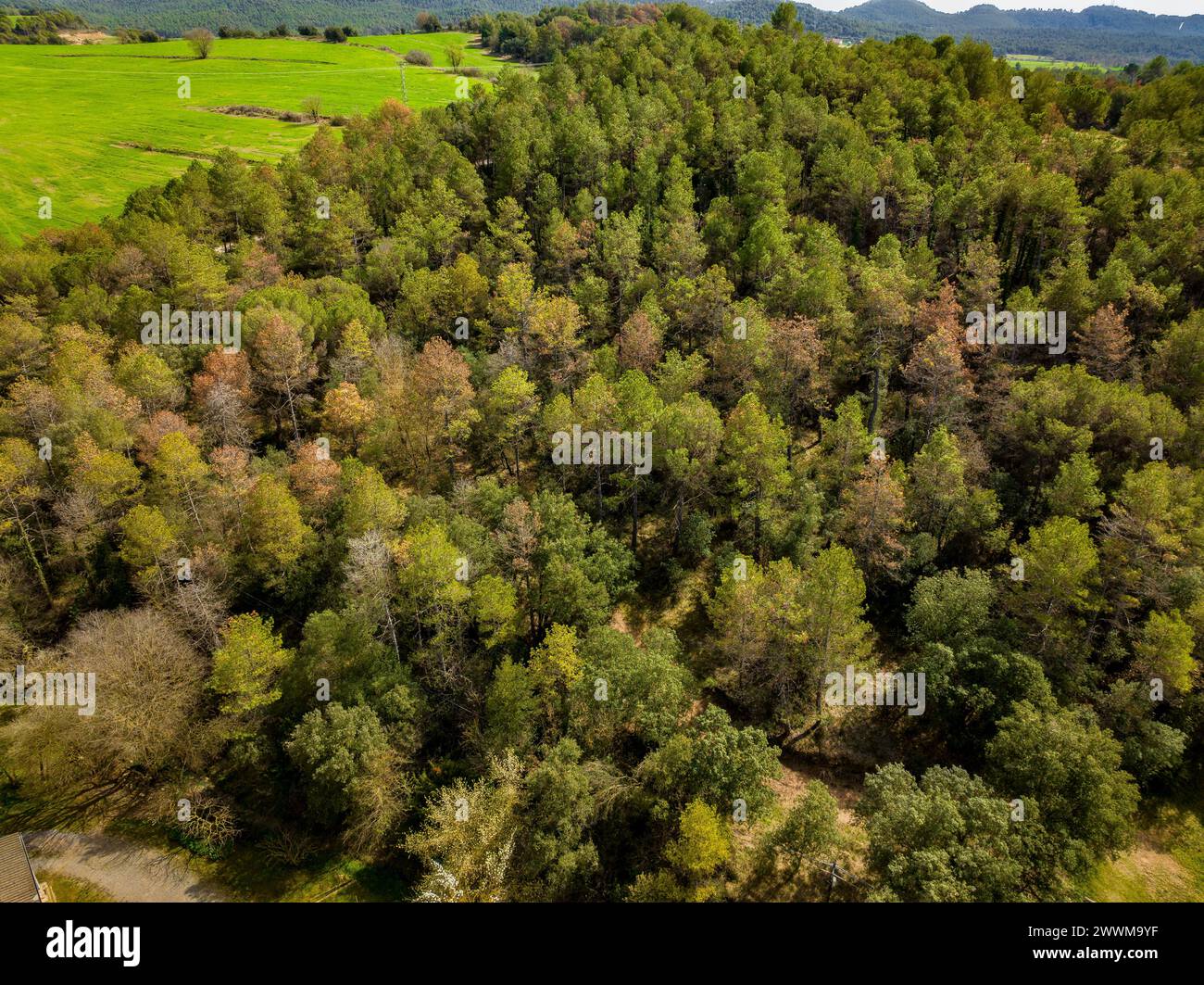 Dürre und Tod von Schwarzkiefern (Pinus nigra) in Wäldern in der Nähe der Stadt Navàs (Bages, Barcelona, Katalonien, Spanien) Stockfoto