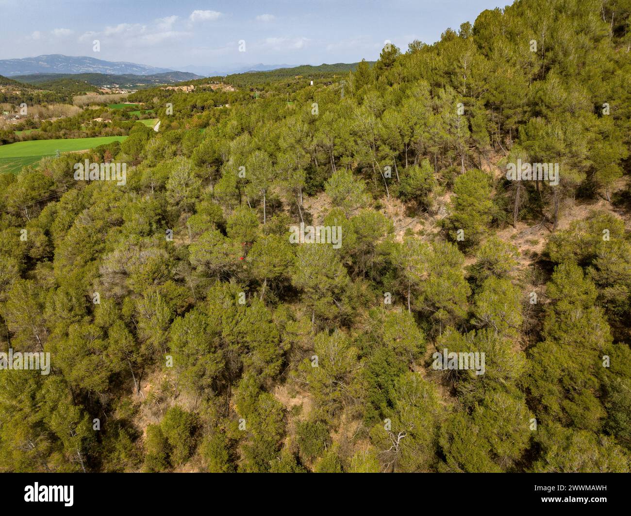 Hügel mit Aleppo-Kiefernwäldern (Pinus halepensis) mit Entlauchung und Blattverlust aufgrund von Dürre zwischen Navàs und Gaià (Barcelona, Katalonien, Spanien) Stockfoto