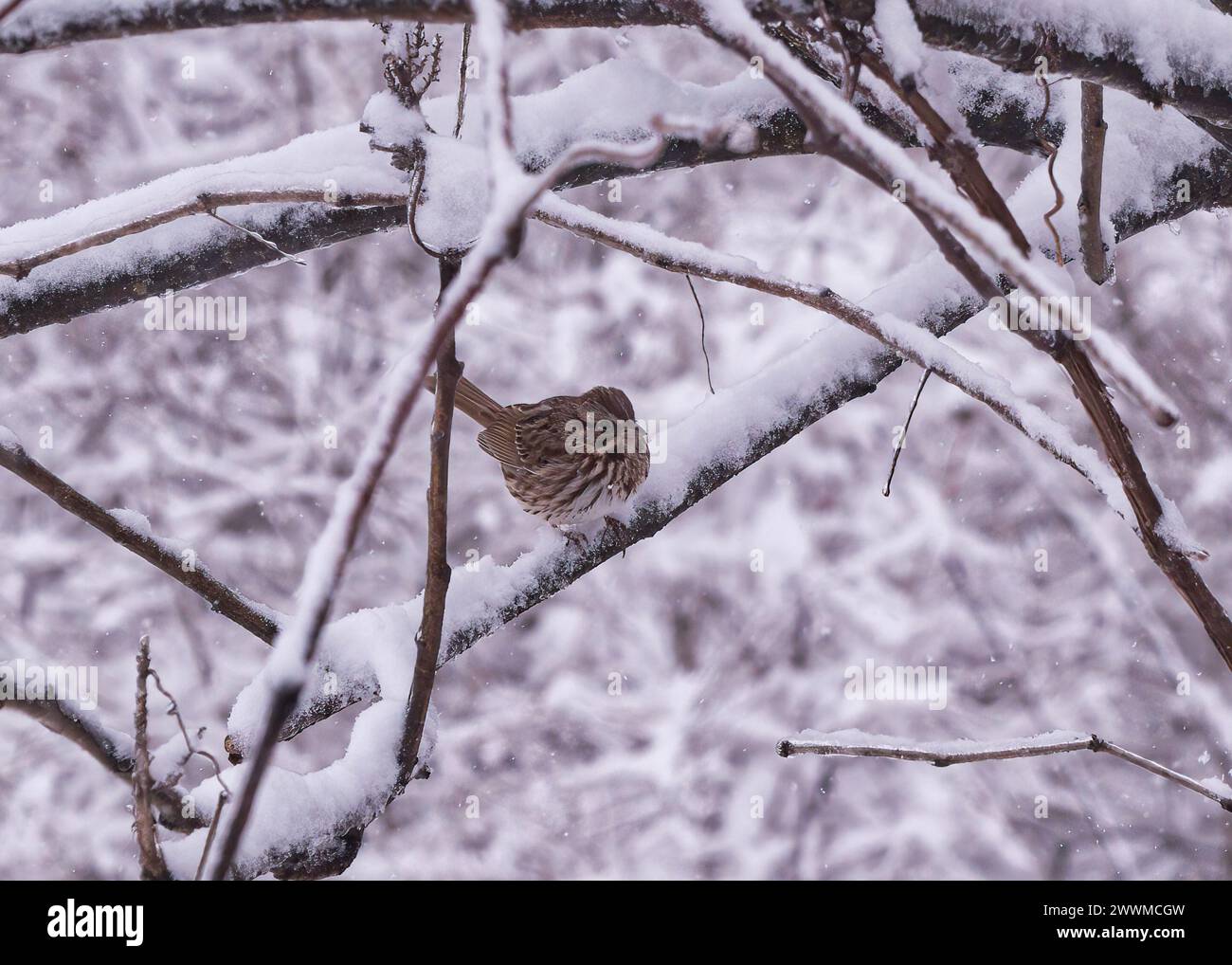 Ein Haussperling, der auf einem verschneiten Baumzweig sitzt. Stockfoto