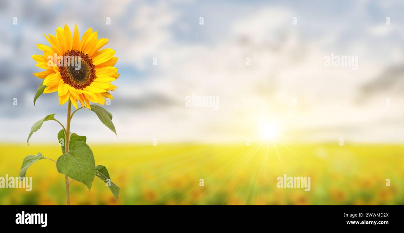 Romantisches Sonnenblumenfeld mit Sonnenstrahlen und großer Sonnenblume, Panoramaformat. Stockfoto