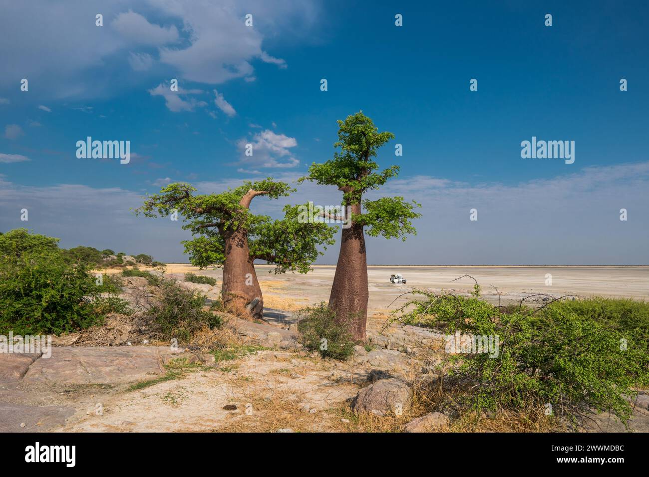 Baobab-Bäume in einer sehr abgelegenen Gegend in Botsuana (Makgadikgadi-Pfanne) Stockfoto