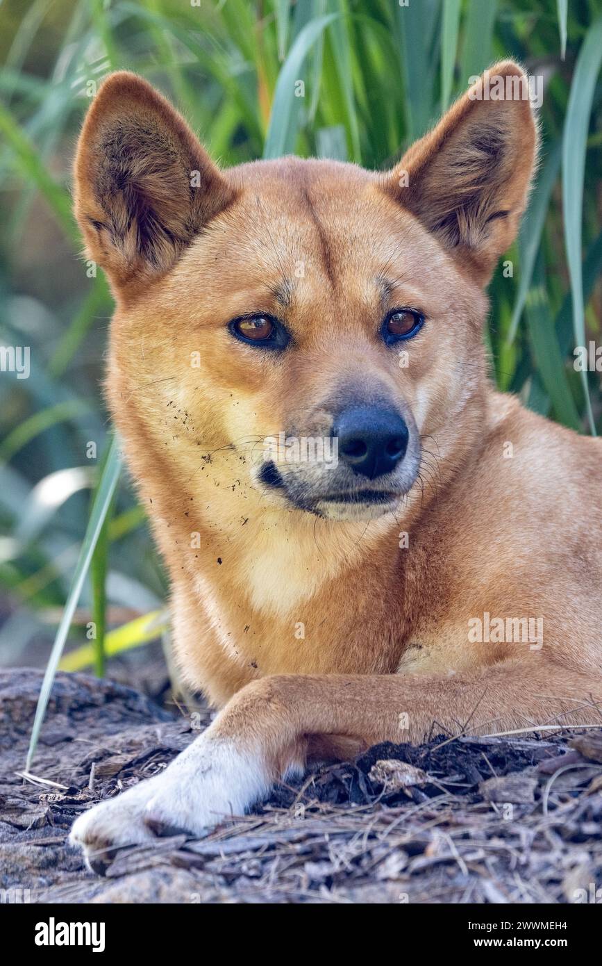 Gefangener australischer Dingo im Schatten Stockfoto