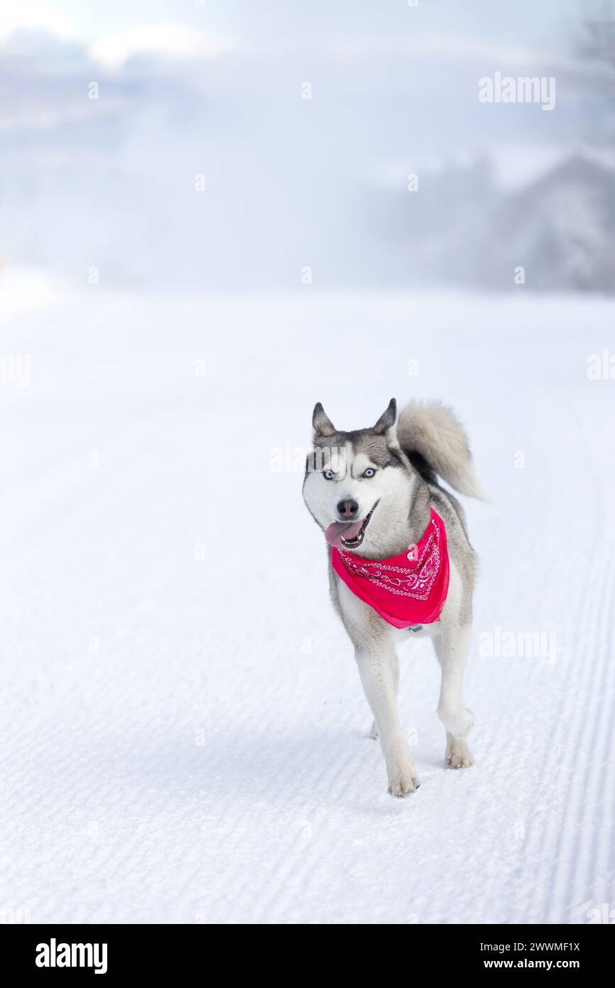 Lustiger Hund Sibirischer Husky mit rotem Schal, der im Winter auf einer verschneiten Skistraße läuft, Kopierraum Stockfoto