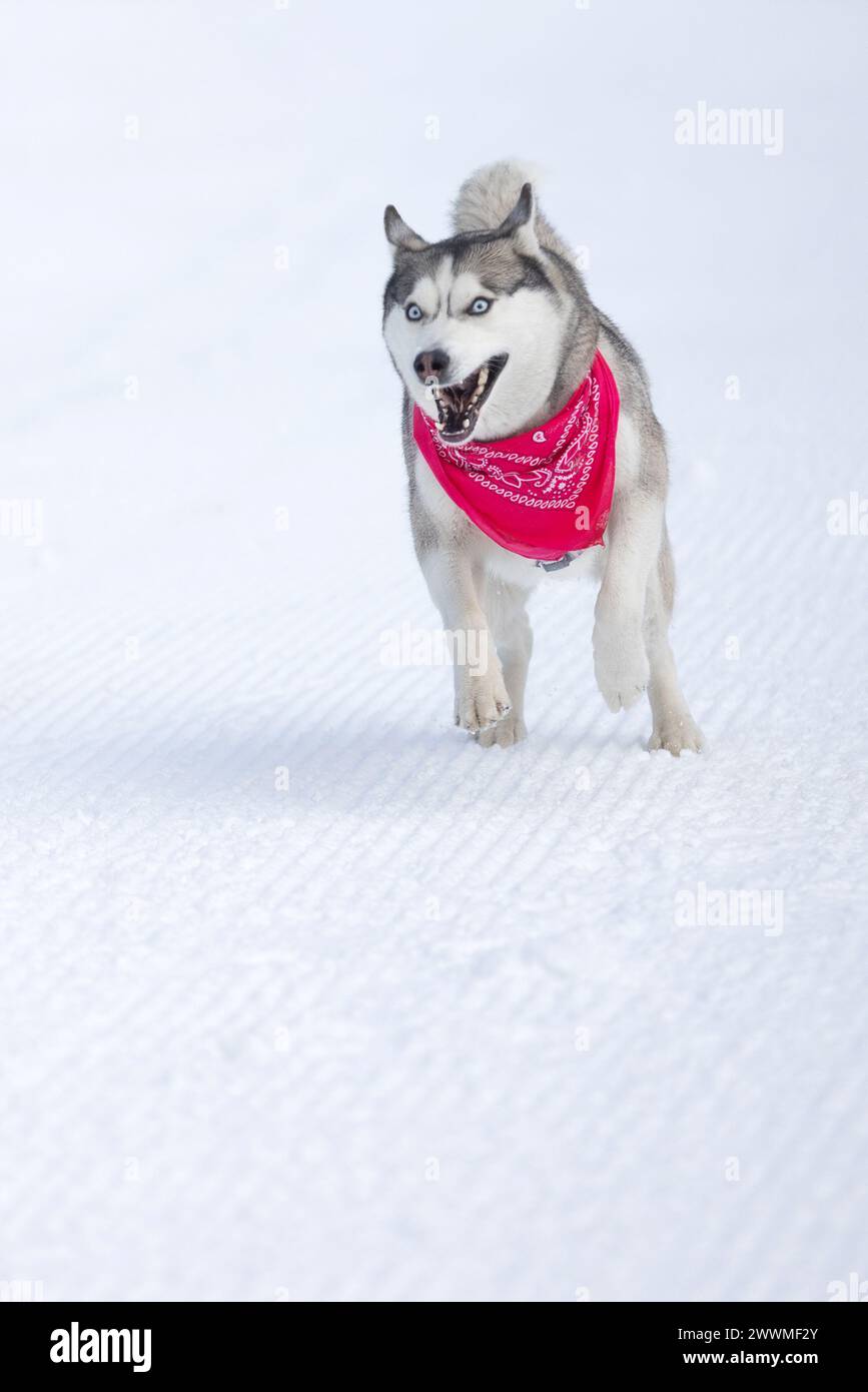 Lustiger Hund Sibirischer Husky mit rotem Schal, der im Winter auf einer verschneiten Skistraße läuft, Kopierraum Stockfoto